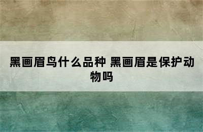 黑画眉鸟什么品种 黑画眉是保护动物吗